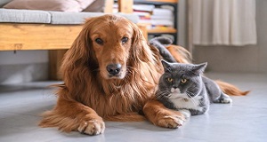 Research Shows the Mental Health Benefits of Pets During a Lockdown